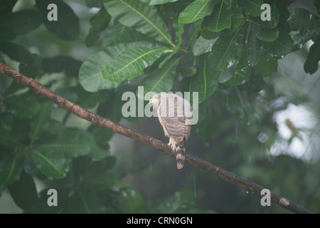 Young Roadside Hawk Buteo Magnirostris in the rain Stock Photo