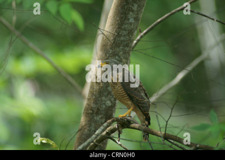 Roadside Hawk Buteo Magnirostris with lizard tail Stock Photo