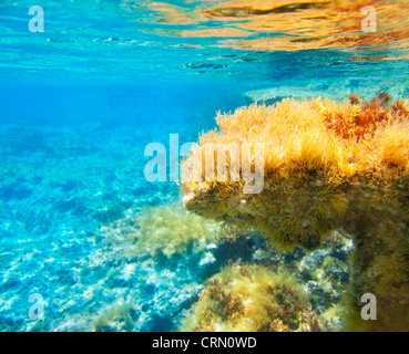 Ibiza Formentera underwater anemone seascape in golden and turquoise Stock Photo