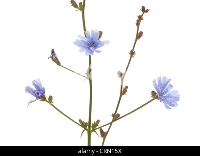 flower chicory (Cichorium intybus) on white background Stock Photo
