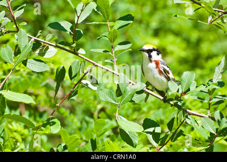 Chestnut-Sided Warbler (Setophaga pensylvanica) Stock Photo