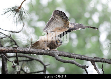 Baby Great Horned Owl stretching Stock Photo