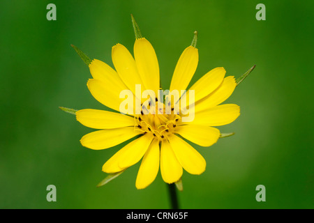 Crepis, commonly known in some parts of the world as hawksbeard or hawk's-beard. Stock Photo