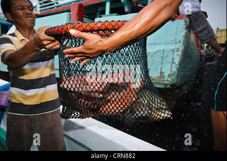 Live grouper being unloaded from a boat at Benoa harbour, Bali, Indonesia. Stock Photo