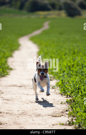 Jack Russell terrier running along a path in Littlehampton, West Sussex Stock Photo