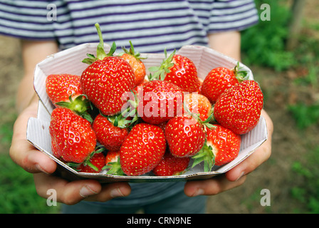 fresh picked strawberries from a ' pick your own ' fruit farm in cheshire, uk Stock Photo