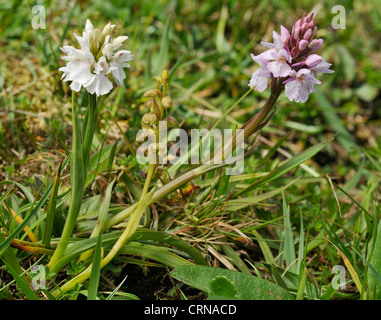 Frog Orchid - Coeloglossum viride, with Heath Spotted Orchids - Dactylorhiza maculata ericetorum Stock Photo