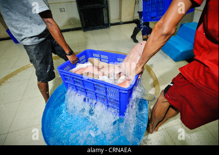 Live grouper being processed at the Pulau Mas facility in Denpasar, Bali, Indonesia. Stock Photo