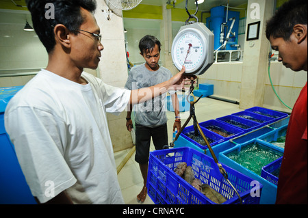 Live grouper being processed at the Pulau Mas facility in Denpasar, Bali, Indonesia. Stock Photo