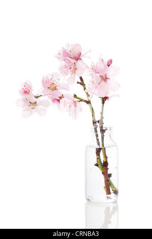 Pretty spring cherry blossom in vintage glass bottle on a white background Stock Photo