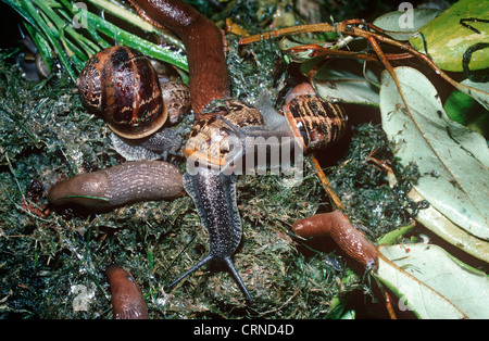 Common, or garden snail (Helix aspersa: Helicidae) on a compost heap in a garden at night feeding, with slugs (Arion ater) UK Stock Photo