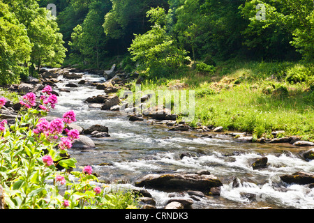 The River Lyn (East) along the path towards Watersmeet near Lynmouth, north Devon, England, UK Stock Photo