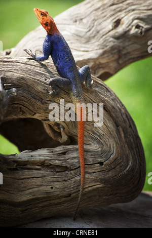 Lizard resting on a log in a green forest Stock Photo - Alamy