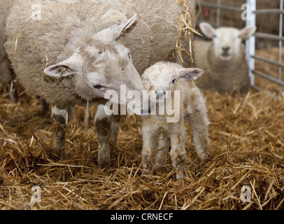 Domestic Sheep, Texel cross ewe with newborn Texel sired lamb, on straw bedding in lambing shed, Welshpool, Powys, Wales, Stock Photo