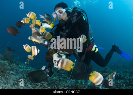 Klein's Butterflyfish (Chaetodon kleinii) shoal, with other fish species, being hand fed by diver, Fukui Dive Site, Manado, Stock Photo