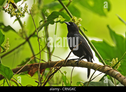 Jamaican Blackbird Nesopsar Nigerrimus ENDANGERED Endemic To Stock jamaican-blackbird-nesopsar-nigerrimus-endangered-endemic-to-stock