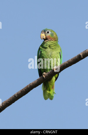 Yellow-billed Amazon Parrot (Amazona collaria) adult, perched on branch, Hope Gardens, Jamaica, april Stock Photo