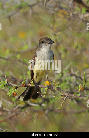 Stolid Flycatcher (Myiarchus stolidus stolidus) adult, perched in thorn bush, Hellshire Hills, Jamaica, april Stock Photo