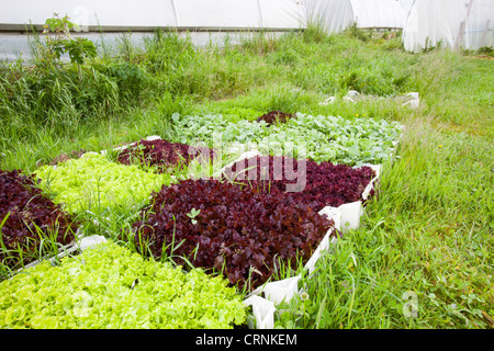 Vegetables growing in polytunnels at Washingpool farm in Bridport, Dorset Stock Photo