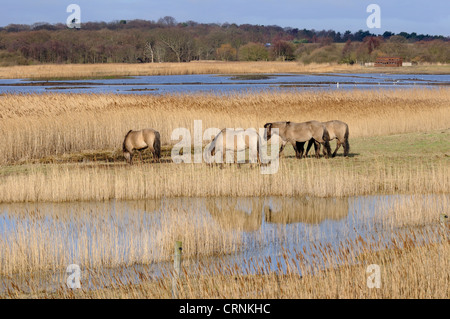 Konik ponies grazing on Minsmere RSPB nature reserve. Stock Photo