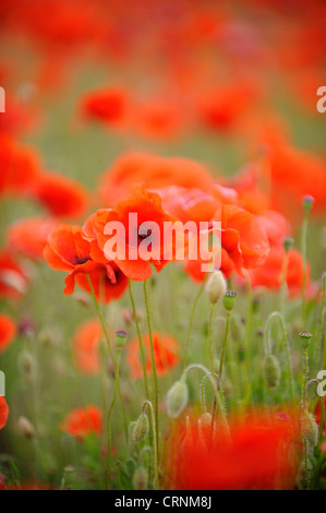 Common poppy, papaver rhoeas. Stock Photo