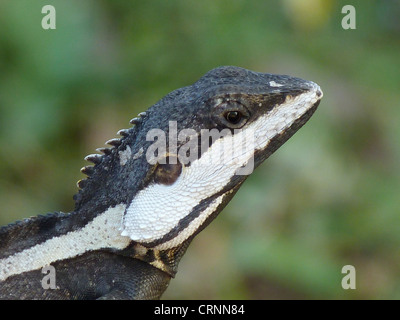 Northern Water Dragon (Lophognathus temporalis) adult male, close-up of head, Kakadu N.P., Northern Territory, Australia Stock Photo