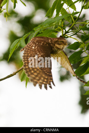 Little Owl (Athene noctua) in flight Stock Photo