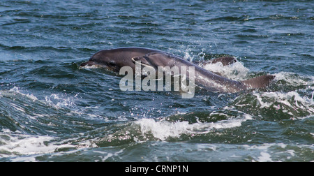 Female Bottlenose Dolphin with her calf at Chanonry Point, Scotland Stock Photo