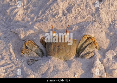 Horned Ghost Crab (Ocypode ceratophthalmus) adult, burrowing into sand on sandy beach, Maldives, march Stock Photo