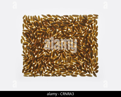 Backlit pine nuts forming rectangle on white background Stock Photo