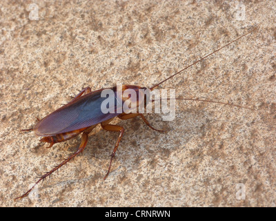Australian Cockroach (Periplaneta australasiae) adult, walking on ground beside house, Western Australia, Australia Stock Photo