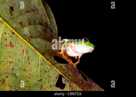 Barred monkey frog (Phyllomedusa tomopterna) Male in calling position on a leaf over a pond in rainforest, Ecuador Stock Photo