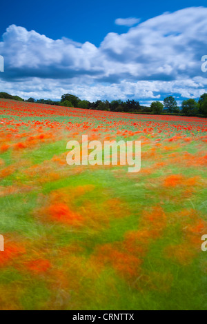 Poppies growing in a commercial poppy / wild-flower seed field in Northumberland. Stock Photo