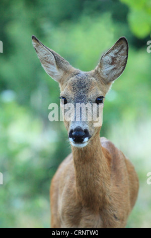 European Roe Deer (Capreolus capreolus) doe. Location: Male Karpaty, Slovakia. Stock Photo