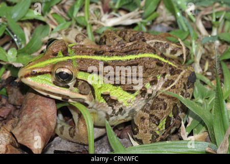 Indian Bull Frog (Hoplobatrachus tigerinus) Stock Photo