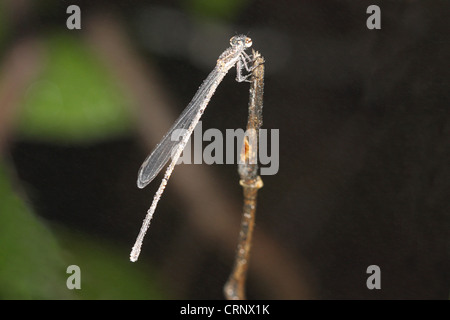 Damsel Fly on a Twig Stock Photo