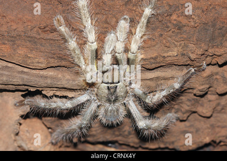 INDIAN VIOLET TARANTULA  Chilobrachys fimbriatus Stock Photo