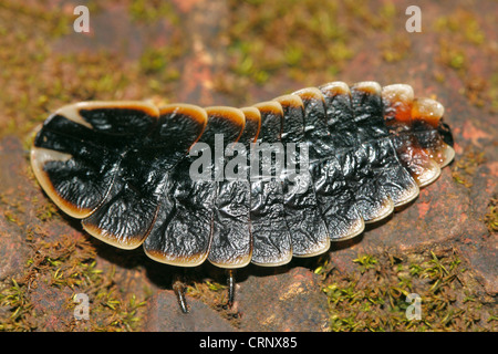 Female of a Glow Worm (dorsal side) Stock Photo