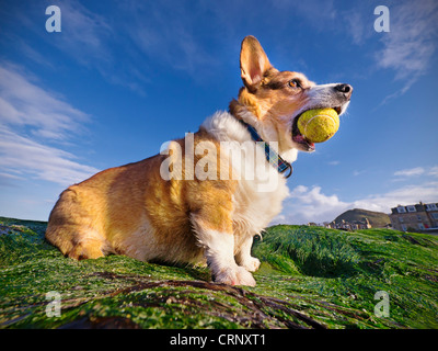 A welsh cardigan corgi (dog) holding a tennis ball in its mouth, playing on a Scottish beach. Stock Photo