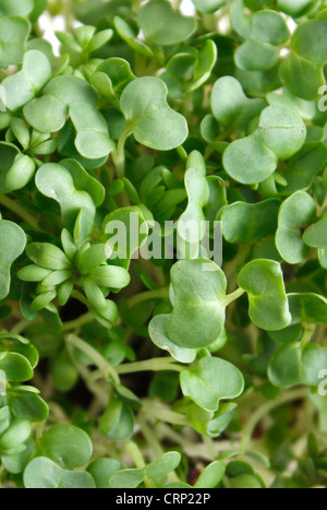 A close up of water cress