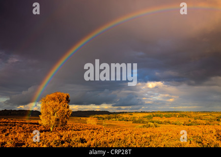 Rainbow over heathland at Mogshade Hill in the New Forest National Park. Stock Photo