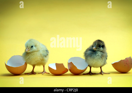 Just arrived - .two chicks stand in between halves of two broken egg shells. Stock Photo