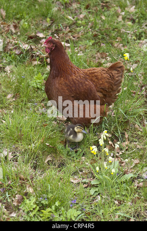 A New Hampshire red cross hen with foster Lavender Pekin chicks Stock ...