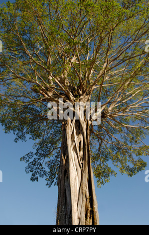 Tree, Ficus strangler fig, Costa Rica Stock Photo