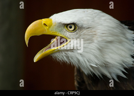 Bald Eagle (Haliaeetus leucocephalus) (captive in Banham Zoo) calling Stock Photo