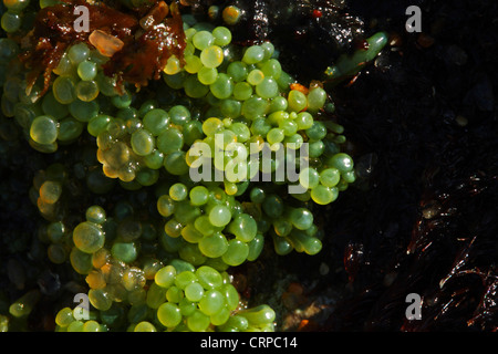 Berry caulerpa (Caulerpa peltata formely C. racemosa) in an intertidal (littoral) zone during spring low tide. Stock Photo