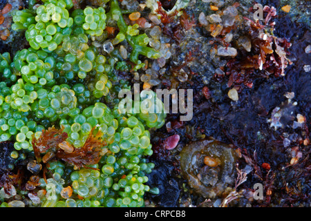 Sea grapes (Caulerpa racemosa) in an intertidal (littoral) zone during spring low tide. Stock Photo