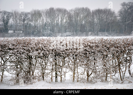 Hedges and trees covered in snow. Kent, England Stock Photo