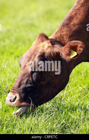 A head of a cow Stock Photo