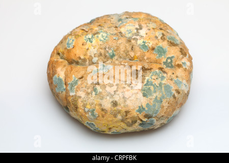 Mould growing old bread nobody on white Stock Photo